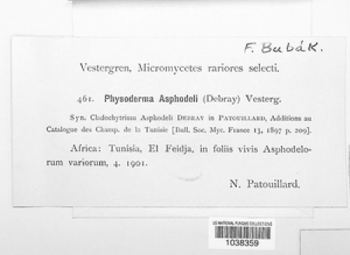 Physoderma asphodeli image